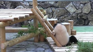 8.3K views · 511 reactions | Where there's a will, there's a way (source: www.news18.com/news/buzz/watch-panda-shows-the-correct-way-to-come-down-a-ladder-melts-netizens-hearts-5779939.html) | The Great Panda Conspiracy | Facebook