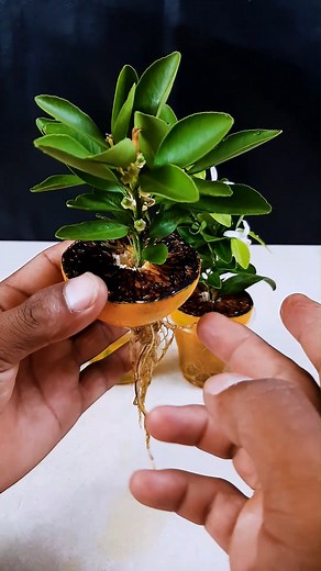 The Sweet Tree Secret || How to grow orange plant at home from fruit //#highlights | Amd MultiMedia