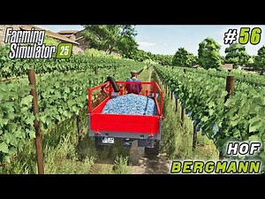 We Harvested Grapes… Then Switched to Sugar Beets | Farming simulator 25 | Hof Bergmann | ep #56