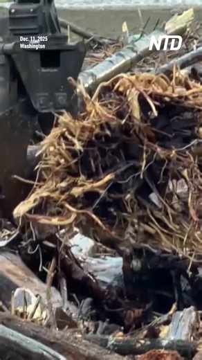 A massive logjam has piled up against a bridge in the Snohomish River as an atmospheric river system brings severe storms and river flooding to western Washington state. | NTD News