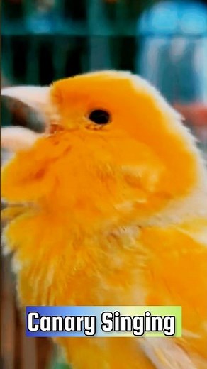 Canary Singing Training Video | Best Canary Singing | Canary Bird Sounds #galerikenariindonesia