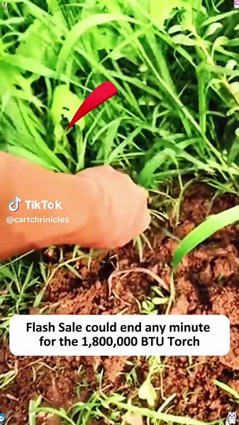 Skip the toxic sprays. This torch zaps away unwanted growth without harsh chemicals #torch #weedtorch #highpowertorch