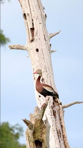 Sounds of Florida’s Birds