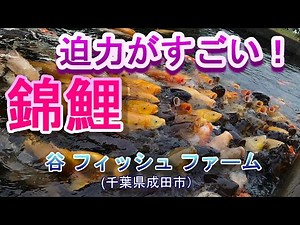 【錦鯉】錦鯉迫力！ 谷養魚場の鑑賞池の鯉に餌を与えました。大きい鯉たちの迫力に思わず後ずさり！