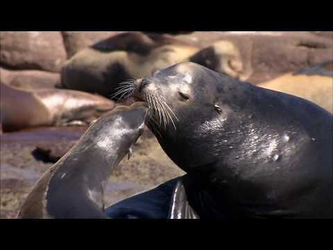 LA COSTA SUMERGIDA - Documental Naturaleza HD 1080p - Grandes Documentales