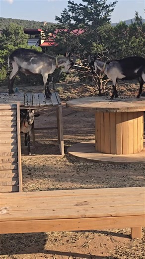 Pack goats play time #packgoats #goats #newmexico
