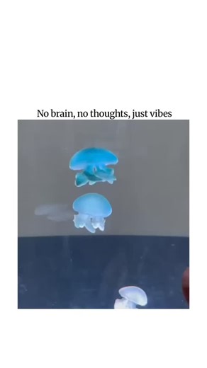 @dolphin.7280953 on Instagram: "This X post shares a serene video of jellyfish floating effortlessly in water, captioned "No brain, no thoughts, just vibes," capturing their ethereal, mindless grace in under 10 seconds of footage.Jellyfish operate via a decentralized nerve net rather than a brain, enabling sensory responses and even associative learning, as demonstrated in a 2023 Current Biology study on Caribbean box jellyfish adapting to environmental cues. Disclaimer: I do not own the origina