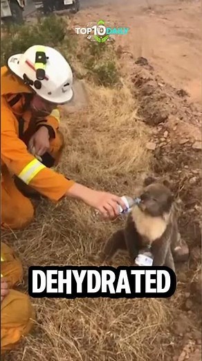 Animals That Literally Asked Humans for Help