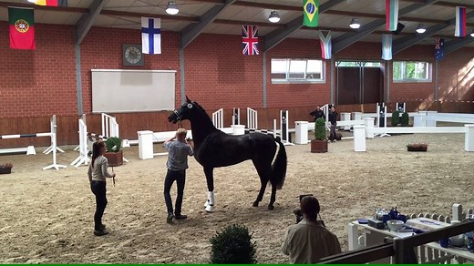 Hengst von DON INDEX - RASCALINO - WOLKENTANZ II - GANYMED, Züchter: Dr. Michael Lühs, Wagenfeld, Besitzer: DRESSURPFERDE LEISTUNGSZENTRUM LODBERGEN GmbH, Löningen | Dressurleistungszentrum Lodbergen