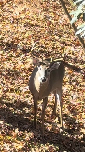 Hunting From Back Porch in NC Mountains!