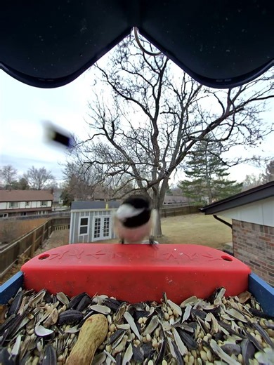 Black-Capped Chickadee from GetBirds app on February 3, 2026 by @BirdsOfBroomfield