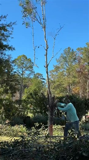 How long do you think removing this stump took though #landscaping #hardscaping #lawntok #construction #treeremoval | Emerald Landscapes