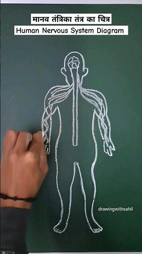 👍 Human Nervous System Easy 👍 #art #drawing #biology #science #bio #diagram