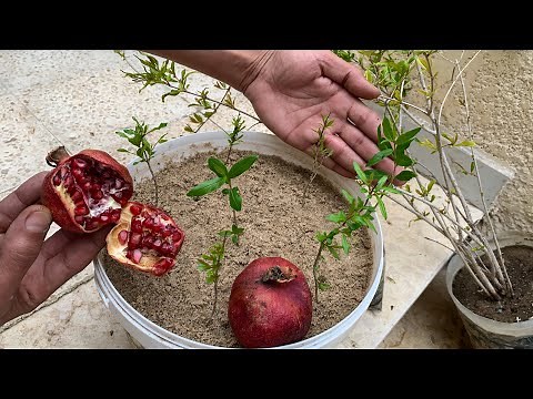 كيف تزرع الرمان من البذور في المنزل 🌿 أشجار رمان مجانًا 🌱🪴