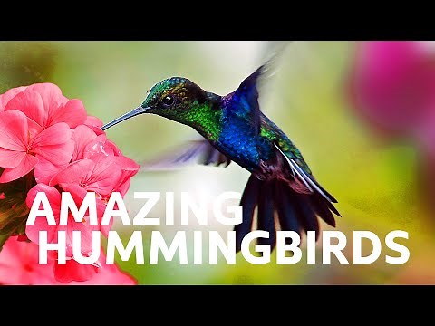 David Attenborough | The Secret Life of Hummingbirds