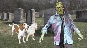 Dogs survive an epic creepy zombie attack