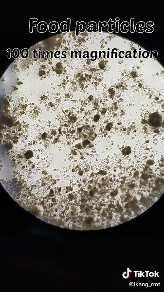 Exploring the Good Bacteria in Yogurt Through a Microscope