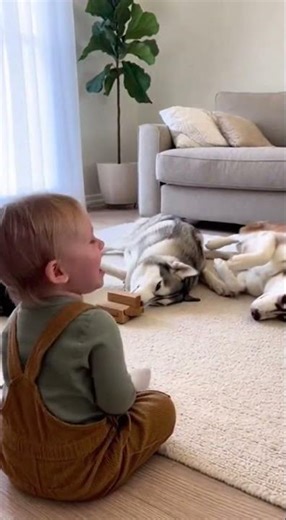 Adorable Baby Playing with Husky Dogs 🐶👶 | Cute Moments, Happy Family Vibes | 4K Relaxing Video