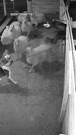 Chained Dog Faces Trapped Creature at Night