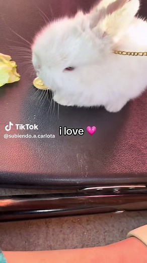 Conejitos Bebés: Videos Tiernos de Conejos para Ti