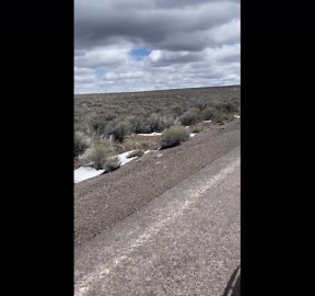 Grumpy Badger Cub Tries to Pick a Fight
