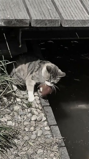 CATFISHING PRO! 😼🎣 This Cat Catches Fish Like a Master!