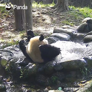 136K reactions · 24K shares | What happened that drove the panda mad in the tub suddenly? (Dou Ban) #HiPanda #PandaTime #CCRCGP | iPanda | Facebook
