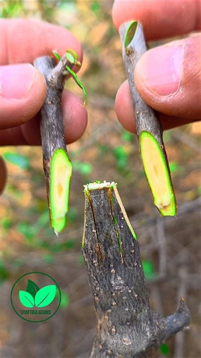 Amazing grafting techniques for plants | Olive tree grafting in spring #satisfying #grafting #bonsai