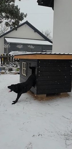 psia buda kundla 1# doghouse