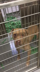 27K views · 245 reactions | One row of full kennels x 21 rows plus more dogs in unloading equals 250 plus local dogs in need of a home or foster. More than 165 cats are also in the facility, in need of homes and fosters. CACC is very full. Please consider adopting a local Chicago dog or cat today! They are worth saving! | Chicago Animal Care and Control | Facebook