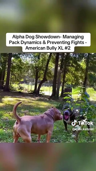 Alpha Dog Showdown: Managing American Bully Fights