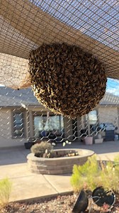 AHBs Scare Tortoise #honeybee #killerbee #killerbeeguy #invasivespecies | Killer Bee Guy