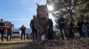 Endangered lynx released into the wild in Spain