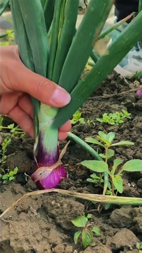 #shorts #agriculture #farming #labeeqagrifarm