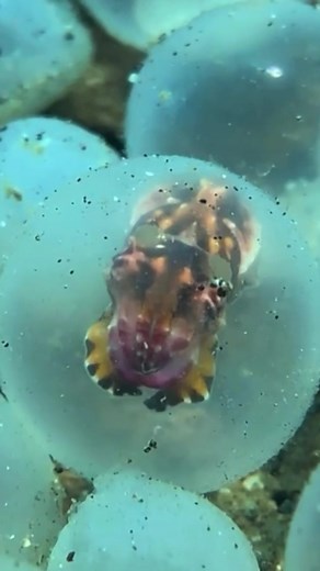 Cuttlefish Father: Caring for Eggs 🦑🐙