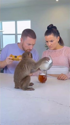 I Secretly Controlled A Monkey With A Game Controller! 😱