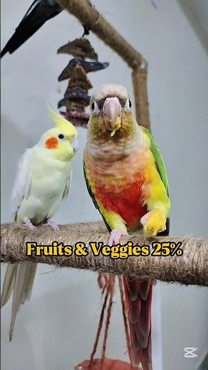 What Conures Eat in a Day?🍌