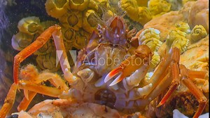 Close-up of head, eyes, mouth and crab claws of underwater sea crab. Adaptability of crab allows it to gracefully navigate changing conditions of aquatic habitat. Underwater world of Barents Sea.