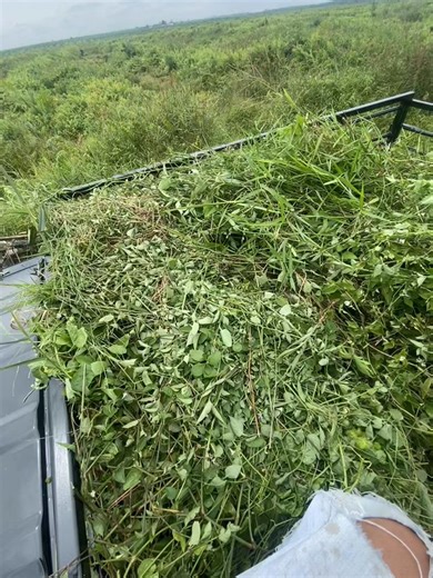 Peternakan Sapi dan Kambing: Cerita Tukang Ngarit