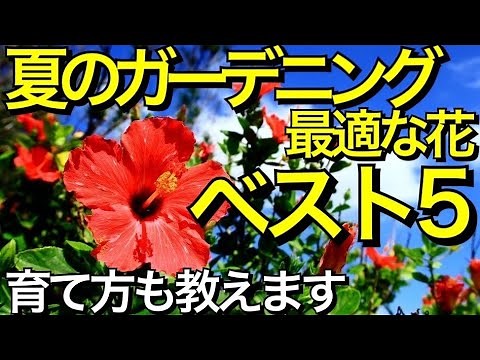 【ガーデニング初心者でも簡単】夏に咲く花（夏のガーデニングに最適な花）ベスト5～管理が簡単でお家を南国の気分にしてくれます。夏に強い花の冬越しのテクニック、水やりの方法【ガーデニング初心者庭造り】
