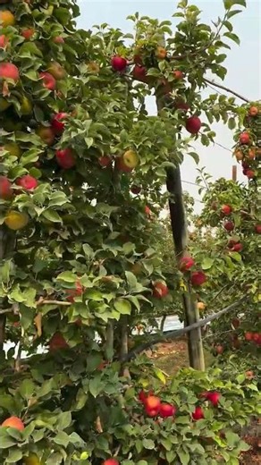 How farmers hand-pick apples in USA gardens 🇺🇸 #harvest #farm