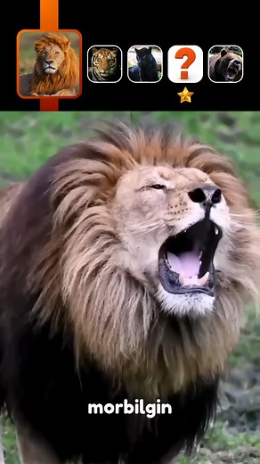 Test Your Animal Knowledge Now! Listen to the sounds of these amazing wild animals, including the lion, tiger, and bear! Can you identify each animal by its roar? This animal sounds video is a fun listening quiz! | Mor Bilgin