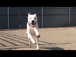 60 Seconds of Shelter Dogs Running Into Cameraman