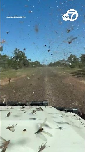 Swarm of grasshoppers smashing against windshield