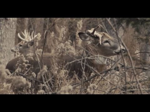 What to Know About Cleaning and Shooting a Muzzleloader Rifle