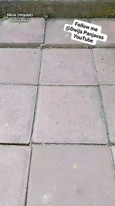 1.9K views · 171 reactions | Tutorial tikus(mouse) dari janur #kreasijanur #anyamandaunkelapa #tikus #mouse #diycraft #coconutleafcraftn #idekreatif #kerajinantangan @sorotan Pengikut Dewa Ayu Triana Dewi | Dwija PanJavas | Facebook