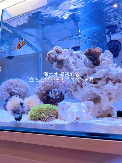 海水水槽のライブロック入れ替えの様子