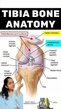 Unlock the anatomy of the tibia (shin bone) 🦴#Tibia#TibiaBone#HumanAnatomy#LowerLimb#MedicalStudents