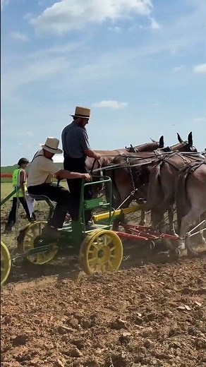 Belgian mules pulling a White Horse lever-steering forecast hooked to a plow at HPD 2024