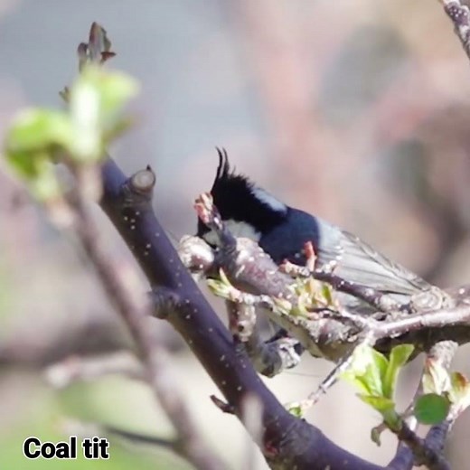 Coal tit is a passerine bird from the tit family.